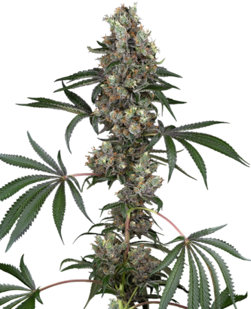 Sensi Chemberries 3+1 Feminisiert Sensi Chemberries 3+1 Feminisiert